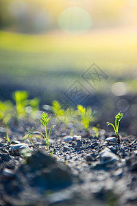 新鲜绿色和肥沃的农业植物草背景图片