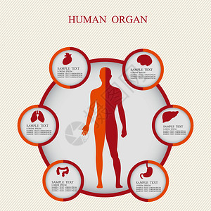 医学信息图的矢量说明人体的图表描述图片