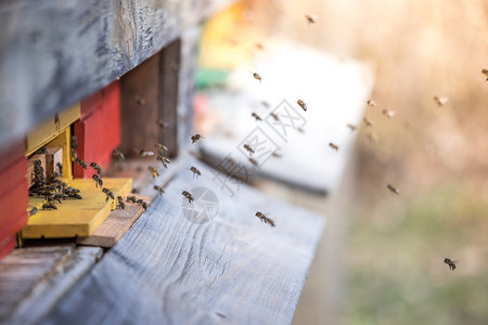 蜜蜂在春天的巢板上降落崩溃高清图片素材