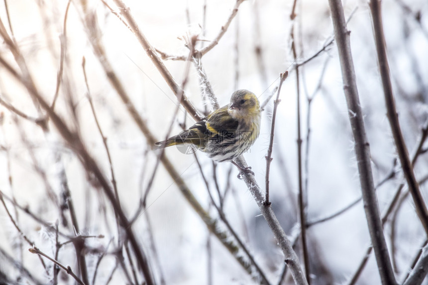 鸟儿在冬天坐树枝上图片