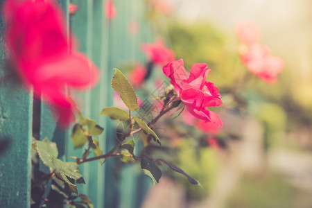 后院美丽的红色花朵布基背景和夜晚的阳光图片