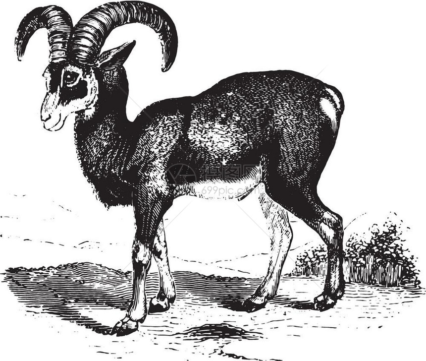 Corsica的Mouflon由PaulGervais的Zoolology元素撰写的古代刻画图片