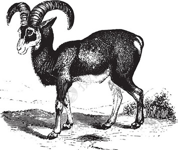 科西嘉岛Corsica的Mouflon由PaulGervais的Zoolology元素撰写的古代刻画插画