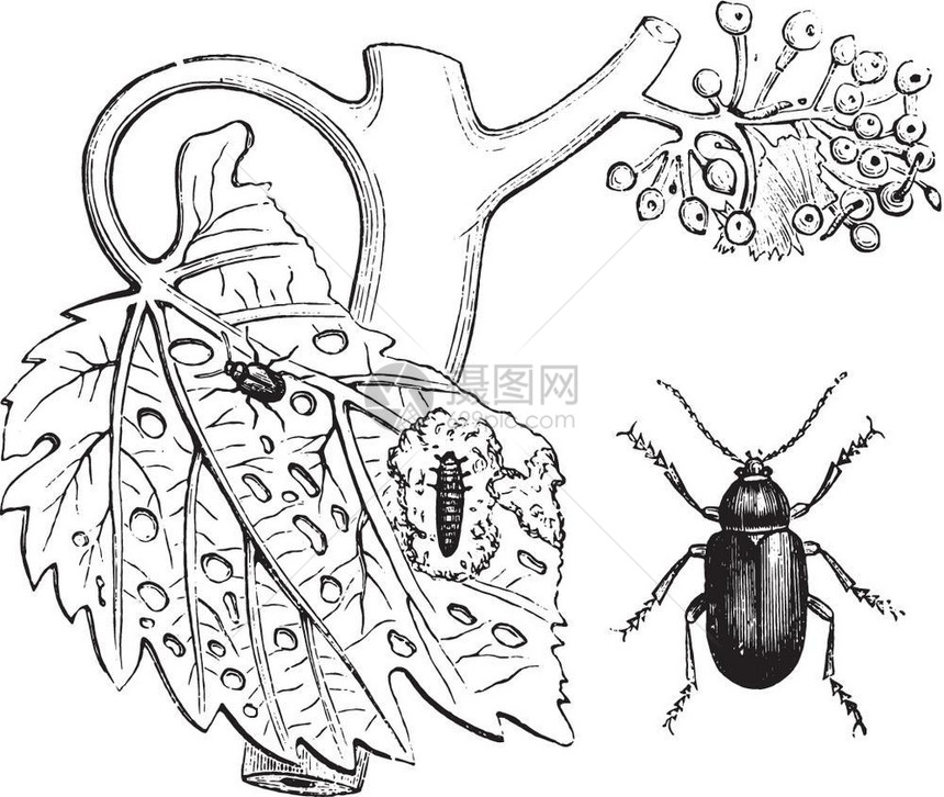 Fleabeetleluisette古代刻画插图来自PaulGervais的动物元素图片