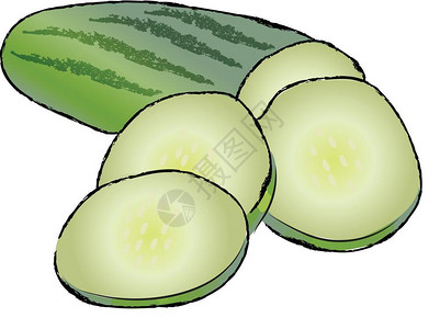 新鲜绿色蔬菜黄瓜矢量插图图片