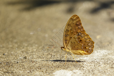 地面上常见的Yeoman蝴蝶图像昆虫动物图片
