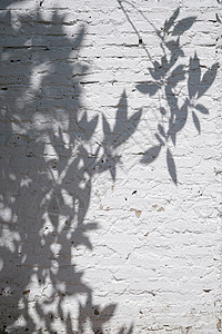 白色光纹树在白纹的墙上留下阴影背景