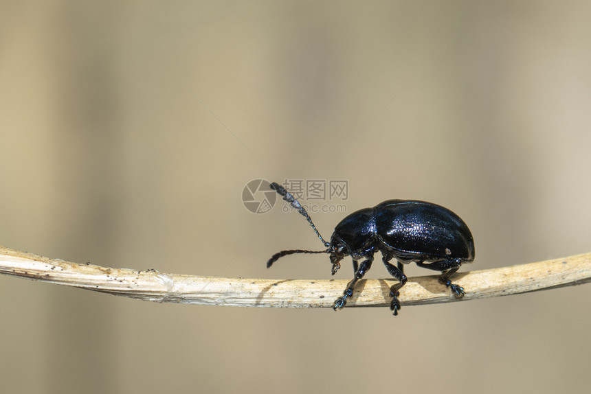 蓝奶草甲虫ChrysochuspulcherBaly在天然背景的棕色树枝上图像昆虫动物图片