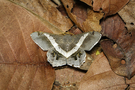 白叶上的飞蛾或蝴蝶semothisaeleonora图像昆虫动物图片