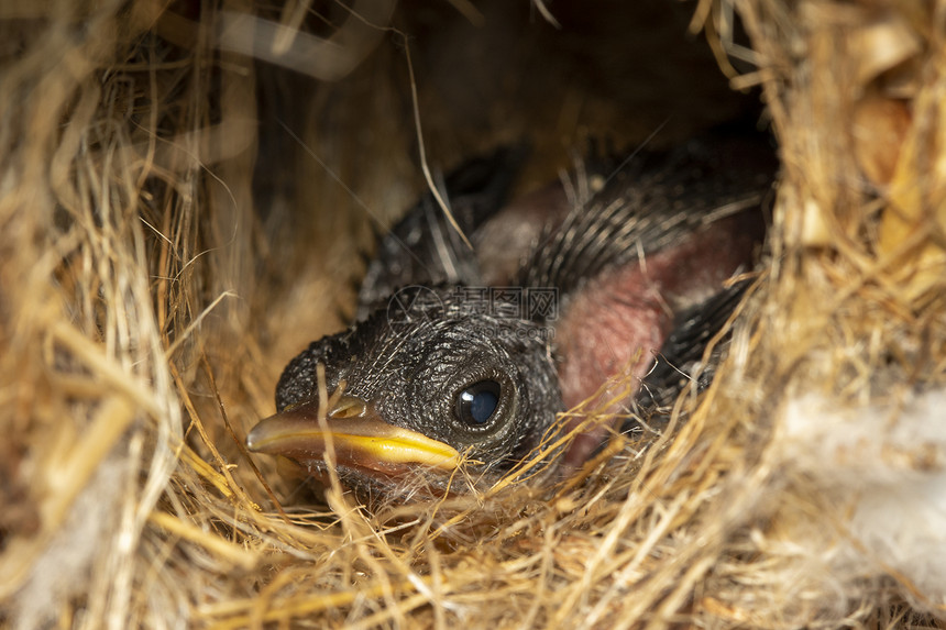 鸟巢里的新生图像动物图片