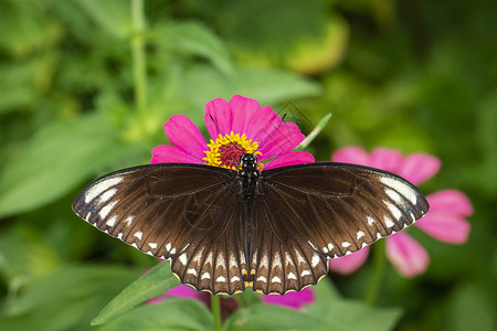 蝴蝶粉红色普通印度乌鸦Euploeacoreuntilardi的图像正在吸食天然背景花朵中的蜜昆虫动物背景