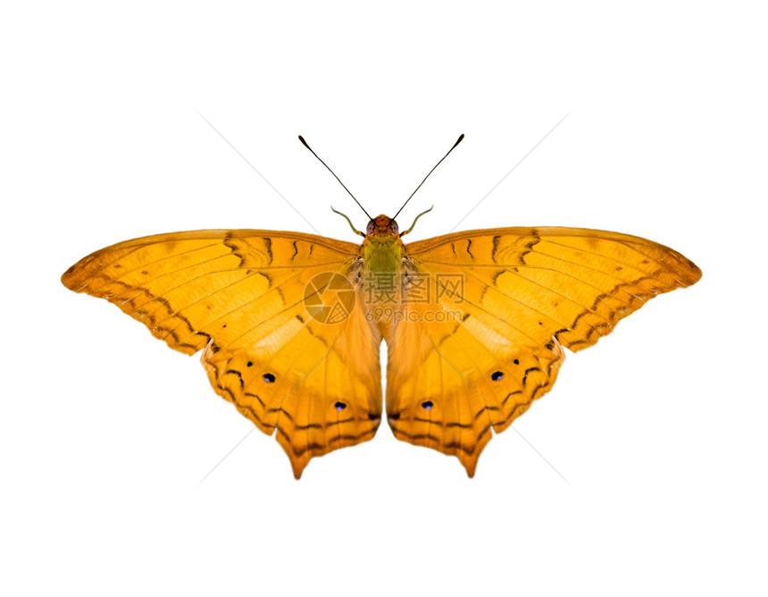 普通巡洋蝴蝶Vindulaerotaerota的图像在白色背景中被孤立图片