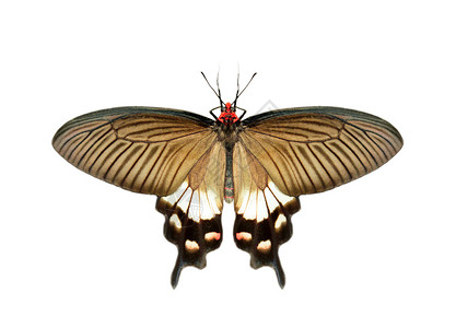 白色背景中隔离的雌大莫蒙蝴蝶Papilioplotes图像昆虫动物图片