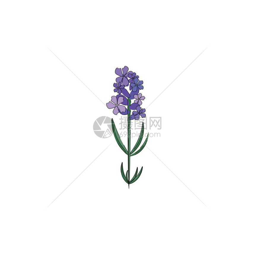 一种小型的熏衣草上面装着一束花朵矢量颜色图画或插图片
