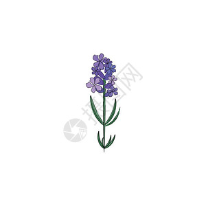 窄叶熏衣草一种小型的熏衣草上面装着一束花朵矢量颜色图画或插插画