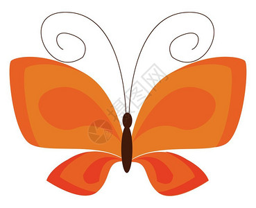 橙色矢量蝴蝶图片