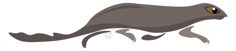 小食肉哺乳动物棕色的剪片彩为长体尾巴灰色大衣用四条腿矢量的彩色图画或插行走背景图片