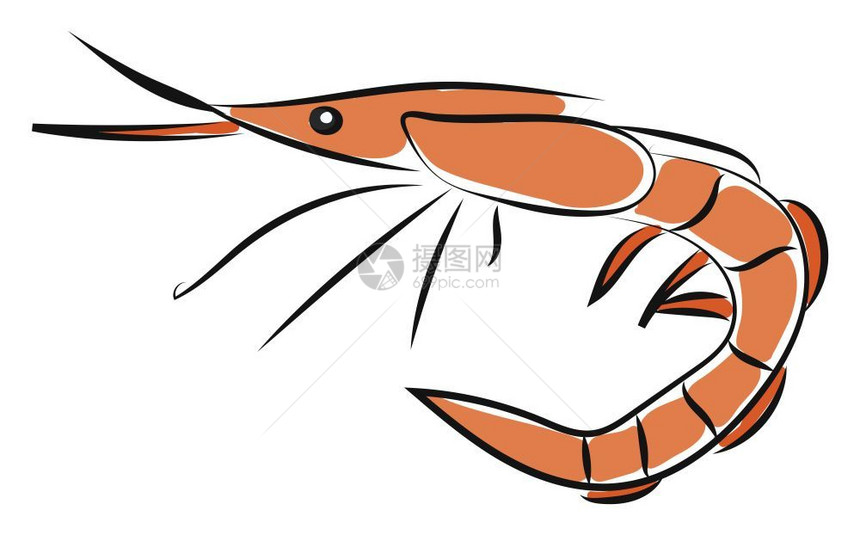 橙色的小型尾眼自由游动有长身体的肌肉尾巴的须和细腿矢量图画或插的斜橙色小对尾双眼自由旋转型甲壳类动物的滑板图片