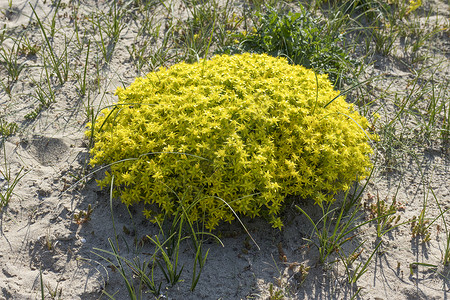 沙丘中生长的黄花图片