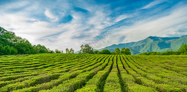 索契山的茶叶种植园背景图片