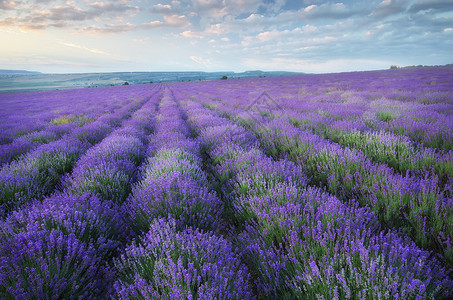 紫色美丽的草原春天大自然的构成高清图片