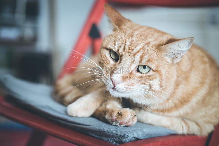 贴近红猫咪在家放松的画面图片