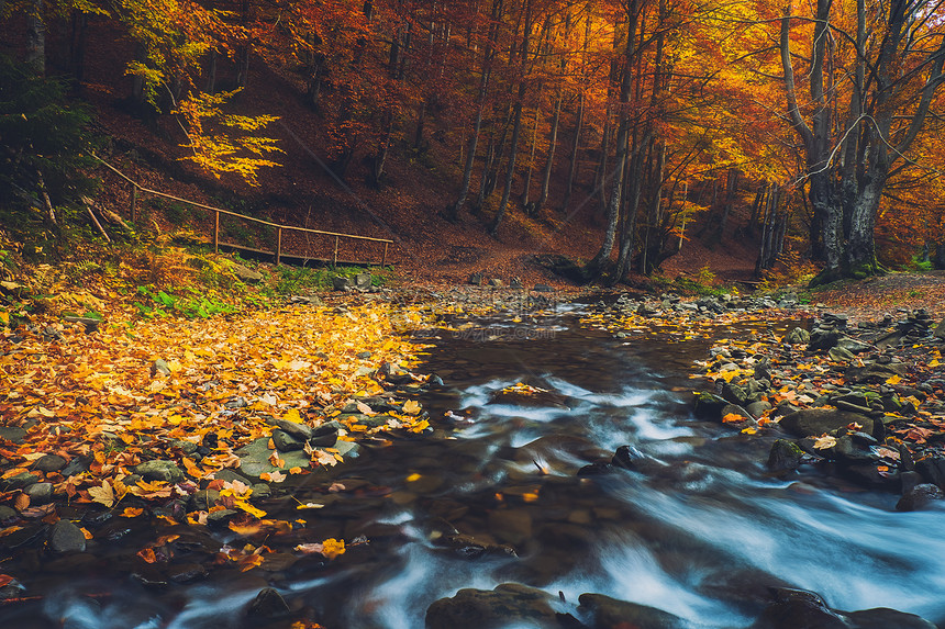 秋天在森林中的小河图片