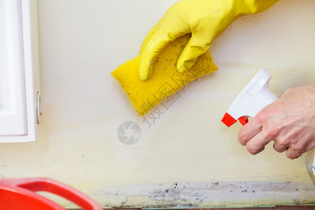 除霉剂施药者喷墙使用抗芬格尔剂喷墙者用平板霉菌处理真除剂洗涤者背景