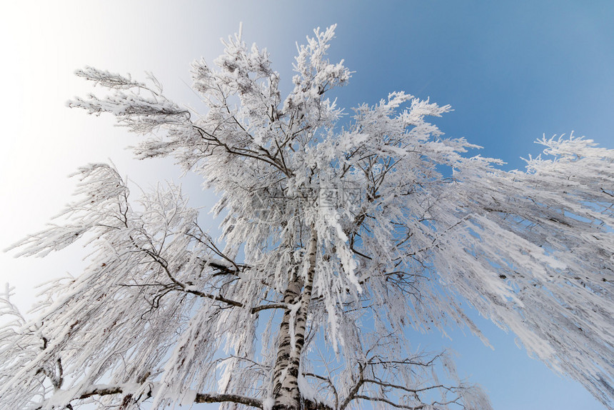 1月的雪和霜覆盖了树木奥地利冬季图片