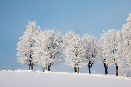 1月的雪和霜覆盖了树木奥地利冬季图片