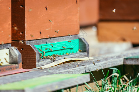 蜜蜂在春天的巢板上降落航班高清图片素材