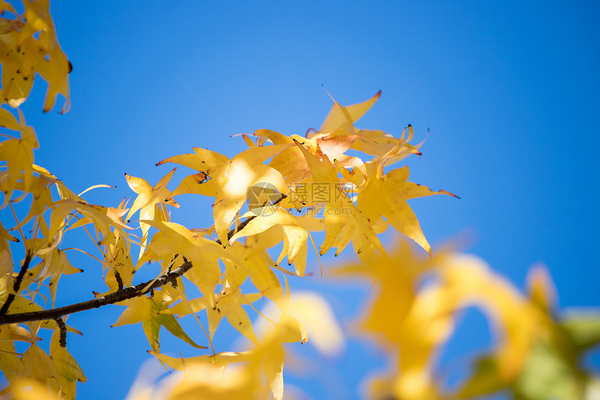 秋天美丽的黄树叶关上图片