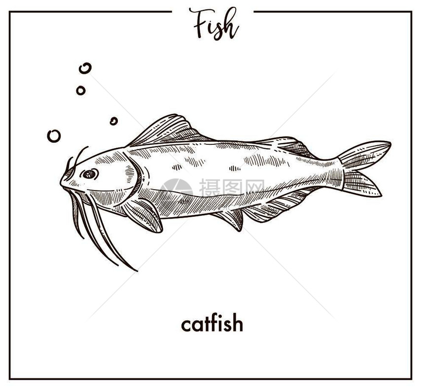 手绘精美鲶鱼图片