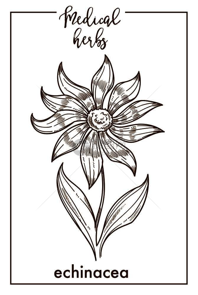Echinacea药用草或图片