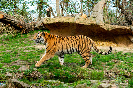 动物园中美丽的老虎高清图片