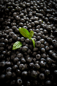 鲜生蓝莓作为背景顶视图图片