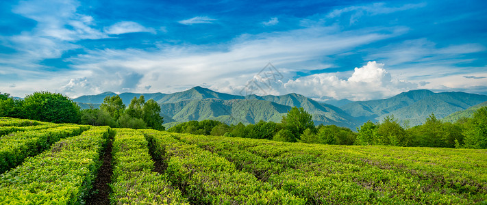 索契山的茶叶种植园背景图片