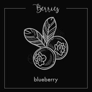 美味的蓝莓上面有叶子单色的白莓草图健康的天然食物里面有维他命来自灌木的美味成熟水果上面有孤立的卡通平板矢量插图美味的蓝莓上面有单背景图片