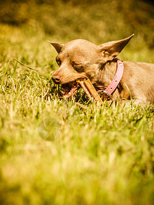 夏天的春日气里小狗在草地上玩耍小狗在野外玩耍小狗在野外玩耍图片