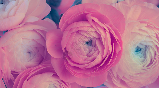 粉红色Anemone花束背景图片