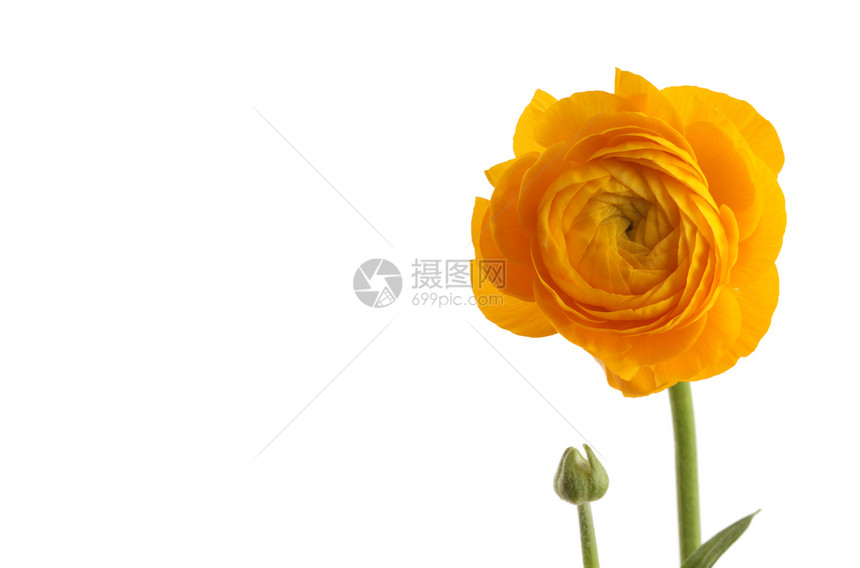 白上孤立的黄葵花图片