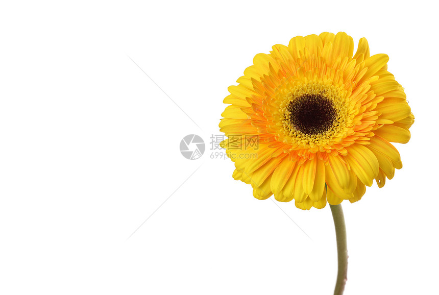 白色上孤立的黄热贝拉花朵图片
