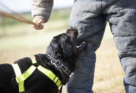训练警犬与攻击者进行训练背景图片