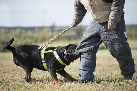 训练警犬与攻击者进行训练高清图片
