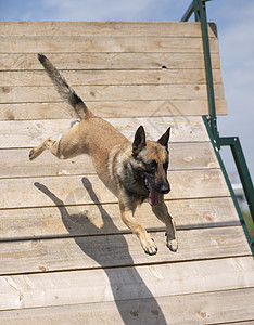 训练警犬与攻击者进行训练高清图片