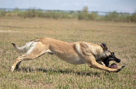 训练警犬与攻击者进行训练背景图片