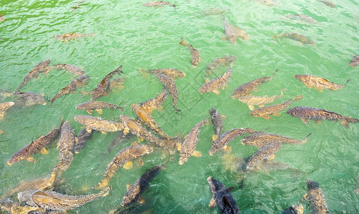 池塘中的淡水鲤鱼群图片
