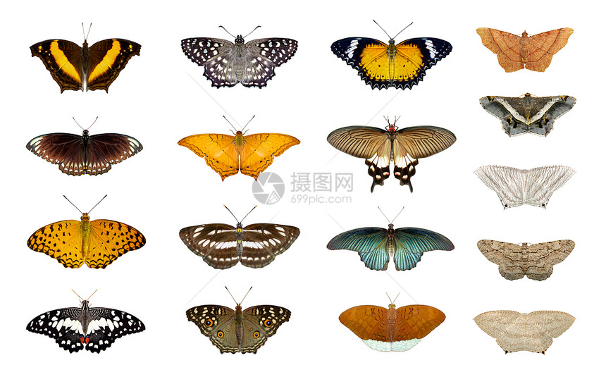 一群多彩的蝴蝶和飞蛾孤立在白色背景上昆虫动物图片