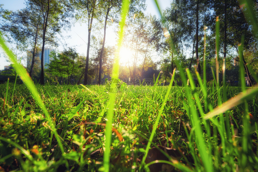 绿色森林中的阳光夏季和春自然接近绿草夏季和春自然图片
