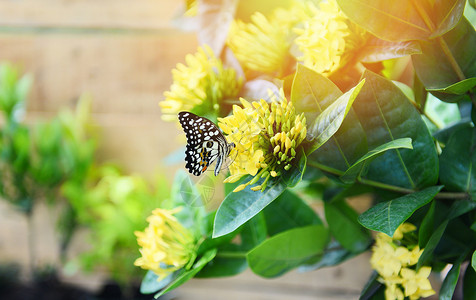 蝴蝶在后院的花朵上图片